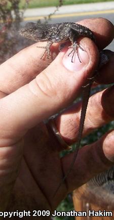 Great Basin Fence Lizard (Sceloporus occidentalis longipes)