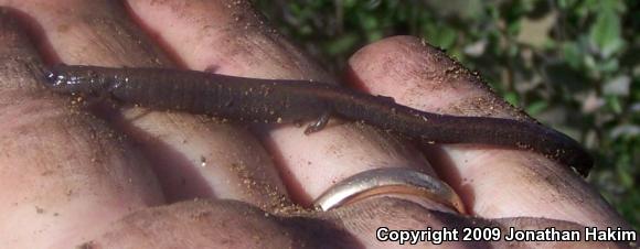 Black-bellied Slender Salamander (Batrachoseps nigriventris)