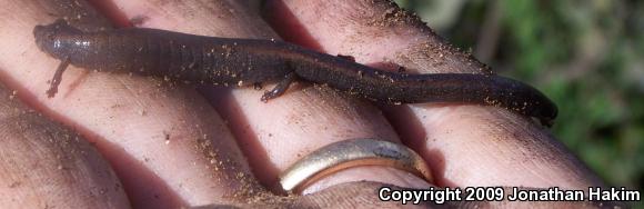 Black-bellied Slender Salamander (Batrachoseps nigriventris)