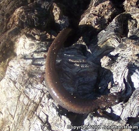 Black-bellied Slender Salamander (Batrachoseps nigriventris)