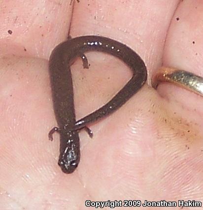 Black-bellied Slender Salamander (Batrachoseps nigriventris)