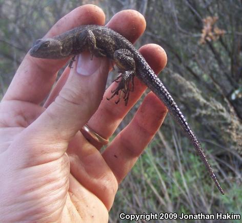 Great Basin Fence Lizard (Sceloporus occidentalis longipes)