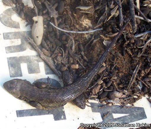 Great Basin Fence Lizard (Sceloporus occidentalis longipes)