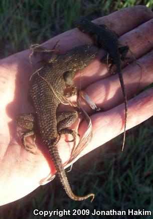 Great Basin Fence Lizard (Sceloporus occidentalis longipes)