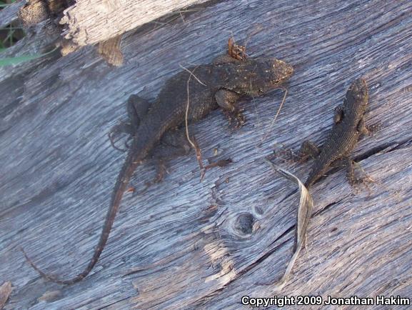 Great Basin Fence Lizard (Sceloporus occidentalis longipes)