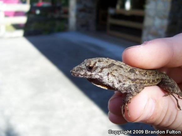 Cuban Brown Anole (Anolis sagrei sagrei)