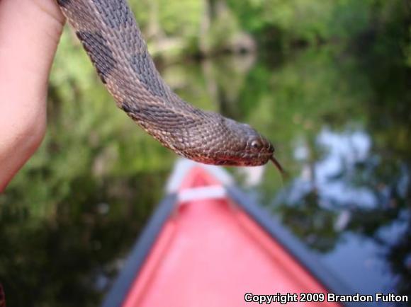 Brown Watersnake (Nerodia taxispilota)