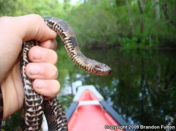 Brown Watersnake (Nerodia taxispilota)