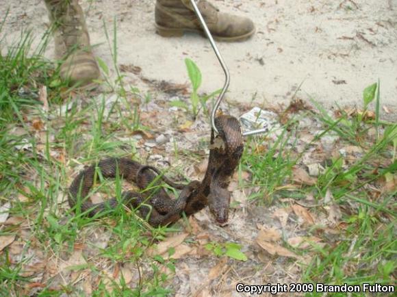 Brown Watersnake (Nerodia taxispilota)