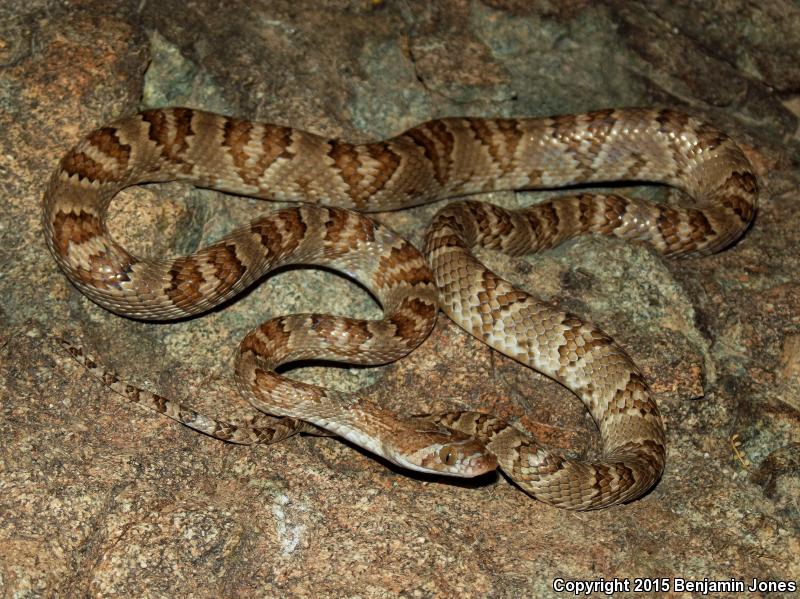 Sonoran Lyresnake (Trimorphodon biscutatus lambda)