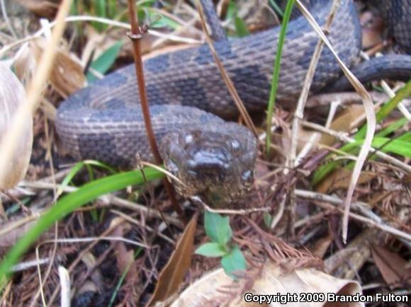 Brown Watersnake (Nerodia taxispilota)