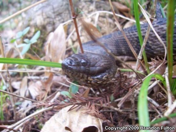 Brown Watersnake (Nerodia taxispilota)