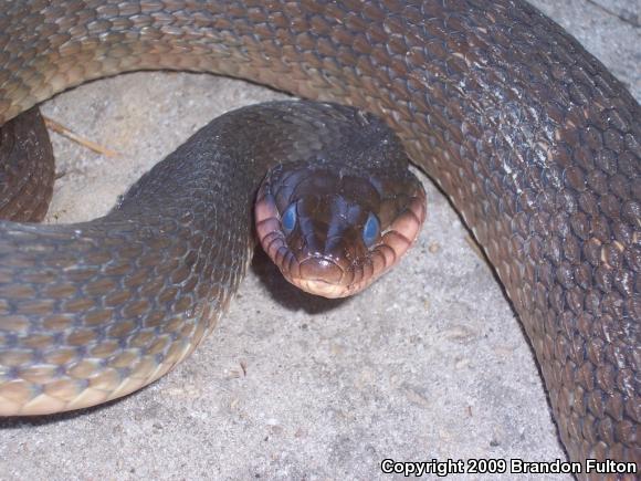 Red-bellied Watersnake (Nerodia erythrogaster erythrogaster)