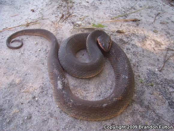 Red-bellied Watersnake (Nerodia erythrogaster erythrogaster)