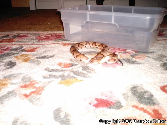 Southern Copperhead (Agkistrodon contortrix contortrix)