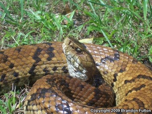 Eastern Cottonmouth (Agkistrodon piscivorus piscivorus)