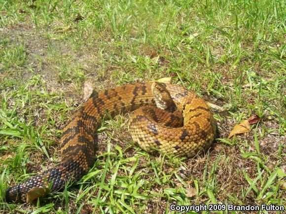 Eastern Cottonmouth (Agkistrodon piscivorus piscivorus)