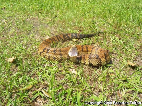 Eastern Cottonmouth (Agkistrodon piscivorus piscivorus)