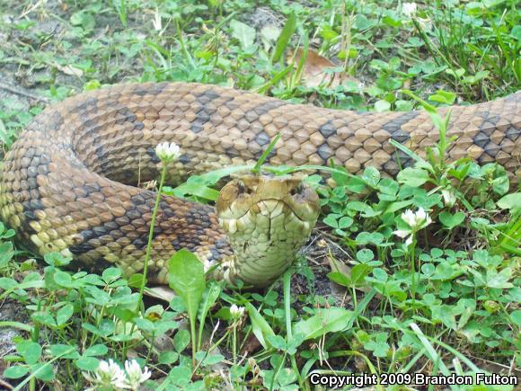 Eastern Cottonmouth (Agkistrodon piscivorus piscivorus)