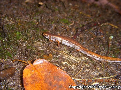 Four-toed Salamander (Hemidactylium scutatum)