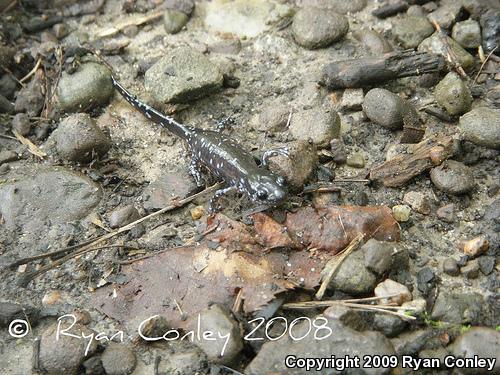 Blue-spotted Salamander (Ambystoma laterale)