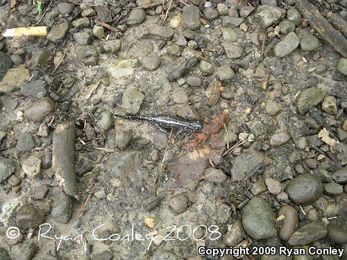 Blue-spotted Salamander (Ambystoma laterale)