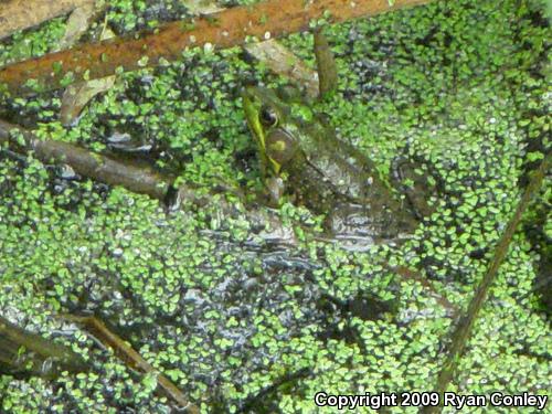 Northern Green Frog (Lithobates clamitans melanota)