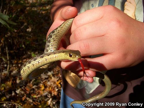 Eastern Gartersnake (Thamnophis sirtalis sirtalis)