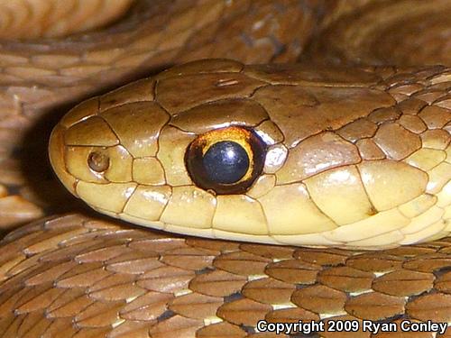 Eastern Gartersnake (Thamnophis sirtalis sirtalis)