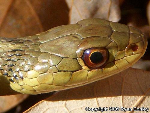 Eastern Gartersnake (Thamnophis sirtalis sirtalis)