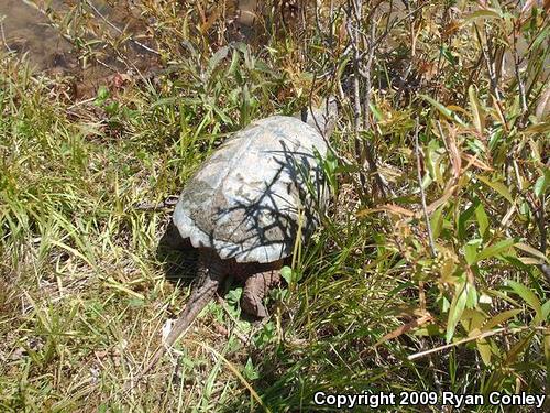 Eastern Snapping Turtle (Chelydra serpentina serpentina)