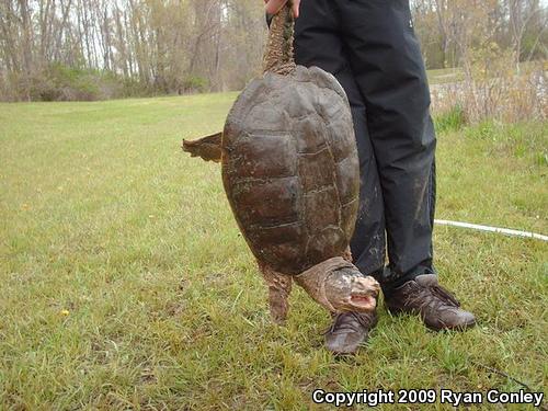 Eastern Snapping Turtle (Chelydra serpentina serpentina)