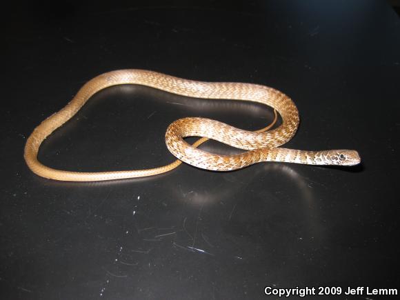 Red Racer (Coluber flagellum piceus)