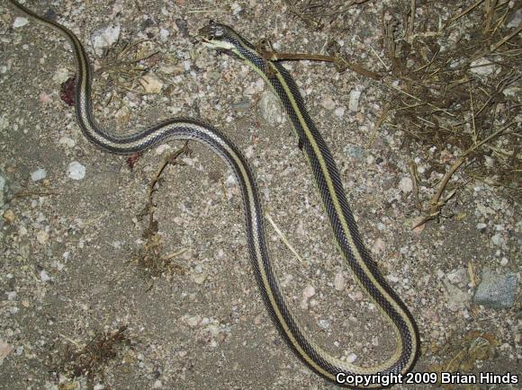 Coast Patch-nosed Snake (Salvadora hexalepis virgultea)