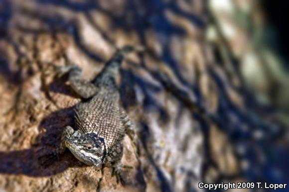 Yarrow's Lizard (Sceloporus jarrovii)