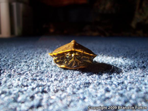 Yellow-bellied Slider (Trachemys scripta scripta)