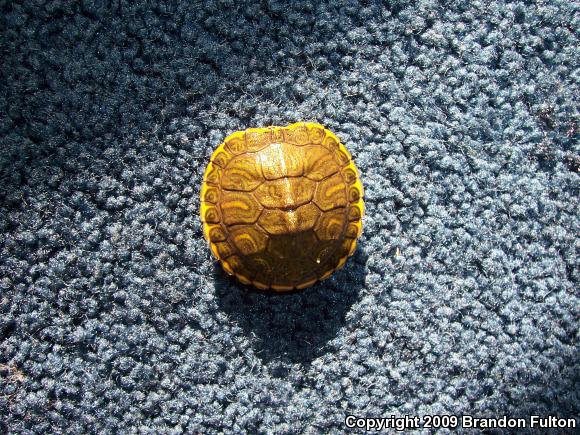 Yellow-bellied Slider (Trachemys scripta scripta)