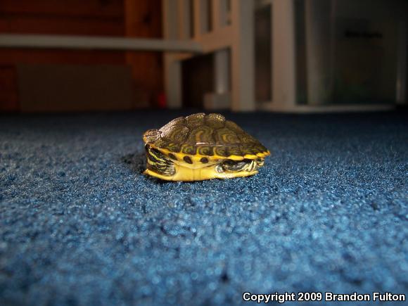 Yellow-bellied Slider (Trachemys scripta scripta)