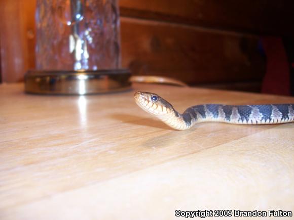 Red-bellied Watersnake (Nerodia erythrogaster erythrogaster)