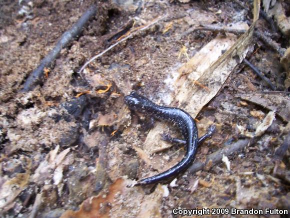 Atlantic Coast Slimy Salamander (Plethodon chlorobryonis)