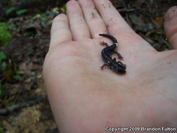 Atlantic Coast Slimy Salamander (Plethodon chlorobryonis)