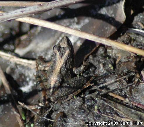 Florida Cricket Frog (Acris gryllus dorsalis)