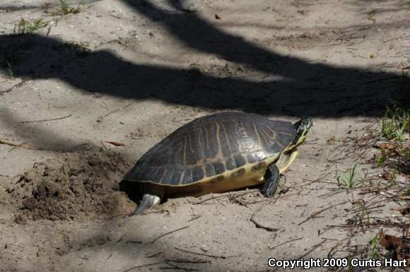 Peninsula Cooter (Pseudemys peninsularis)