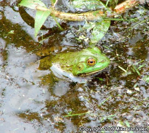 American Bullfrog (Lithobates catesbeianus)