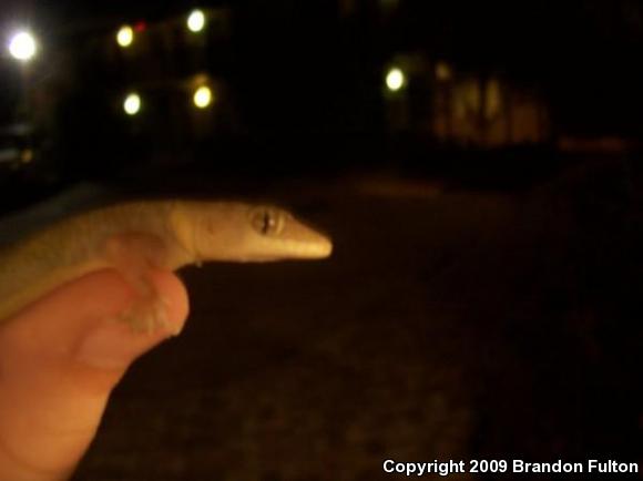 Turkish House Gecko (Hemidactylus turcicus turcicus)