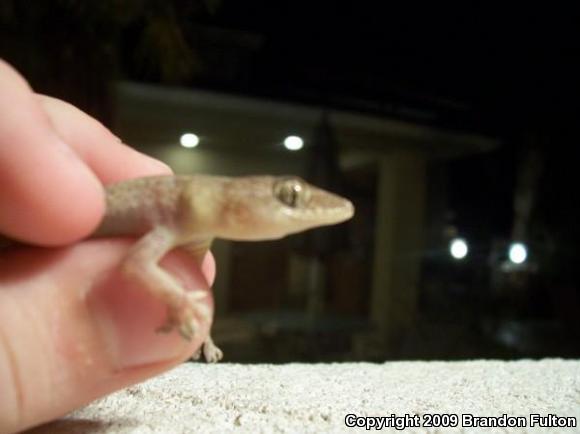 Turkish House Gecko (Hemidactylus turcicus turcicus)