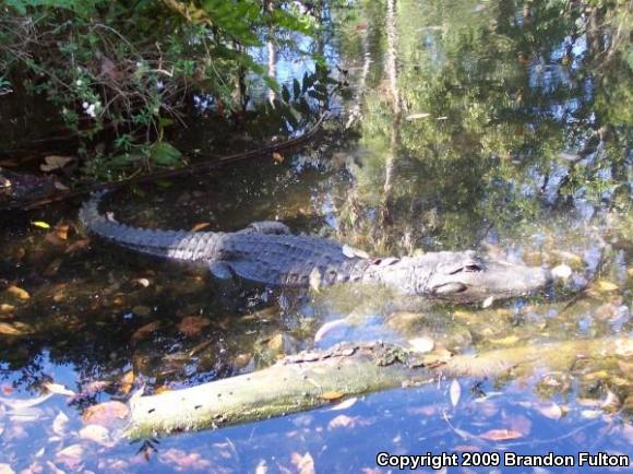 American Alligator (Alligator mississippiensis)