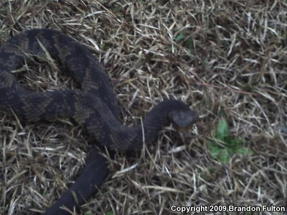 Eastern Cottonmouth (Agkistrodon piscivorus piscivorus)