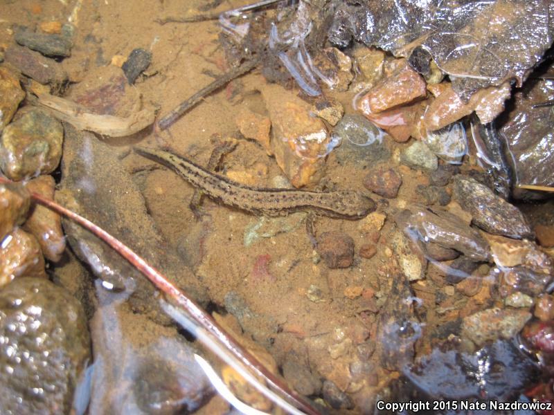 Northern Two-lined Salamander (Eurycea bislineata)