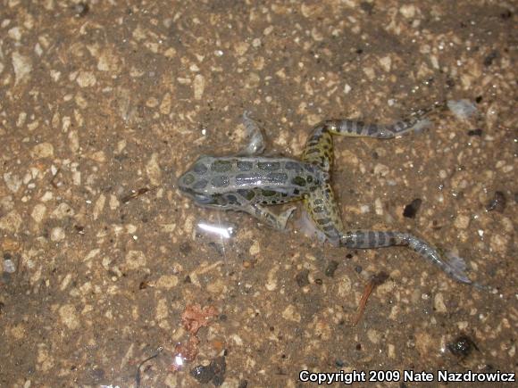 Pickerel Frog (Lithobates palustris)